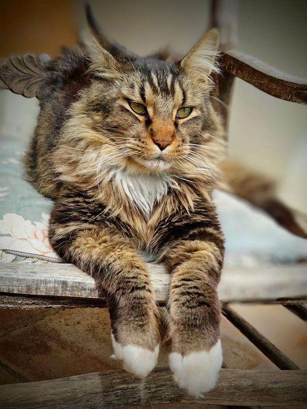 Was man für tolle Tiere beim Housessitting betreut ... diesmal eine bezaubernde Maine Coon-Katze. Mit ihrem üppigen, flauschigen Fell, ihren tuftigen Ohren und ihrem majestätischen Schwanz war sie wie eine kleine Löwin im Haus – nur viel sanftmütiger und verschmuster. Ihre neugierigen, intelligenten Augen beobachteten alles, und ihre verspielte Art brachte uns immer wieder zum Lachen. Es war, als hätten wir eine königliche Begleitung, die uns mit ihrer Anwesenheit jeden Tag bereicherte. Eine wahre Diva mit Samtpfoten!
(03.2024)