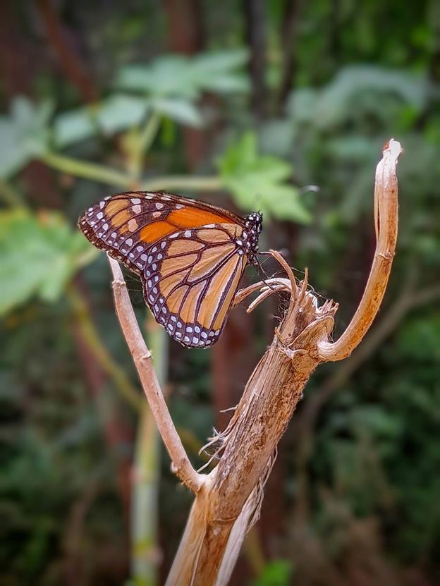 Schöner und grosser Schmetterling, irgendwo im Nationalpark von Cascais gesehen.
(06.2024)