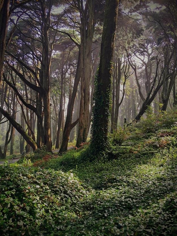 Der Naturpark Sintra-Cascais, nördlich von Cascais, ist ein wahres Naturparadies. Die Mischung aus Küstenlandschaften und bergigen Zonen schafft eine einzigartige Atmosphäre, die sowohl Ruhe als auch Abenteuer verspricht.
(08.2024)