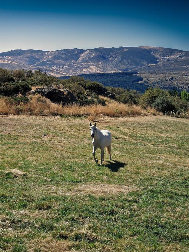 Wir verbringen ein paar Tage bei Paloma, der Cousine von Nathalie. Die Sierra de Gredos in Spanien ist ein beeindruckendes Gebirge im Zentrum der Iberischen Halbinsel, bekannt für ihre schroffen Gipfel, klaren Bergseen und unberührte Natur. Sie ist ein Paradies für Wanderer, Pferde- und Naturliebhaber – und für alle, die gerne Ziegen beobachten, denn die sind hier fast überall unterwegs. Kurz gesagt: Gredos ist wild, schön und perfekt für alle, die Abenteuer und Ruhe suchen 😊.
(09.2024)